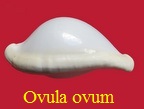 Ovula ovum, Linné 1758