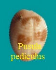 Pusula pediculus, Linné 1758