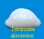 Trivirostra akroterion, Cate 1979