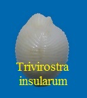 Trivirostra insularum, Schilder 1944