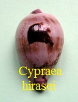 Cypraea hirasei, Roberts 1913