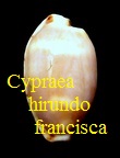 Cypraea hirundo francisca, Schilder 1938