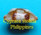 Cypraea stolida Philippines