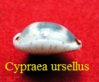 Cypraea ursellus, Gmelin 1791