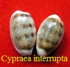 Cypraea interrupta, Gray 1824