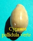 Cypraea pallidula rhinoceros overglaze