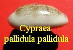 Cypraea pallidula pallidula, Gaskoin 1849