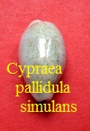 Cypraea pallidula simulans, Schilder & Schilder 1940