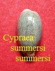 Cypraea summersi summersi, Schilder 1958