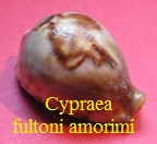 Cypraea fultoni amorimi, Raybaudi 1989