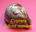 Cypraea fultoni massieri, Lorenz 1991