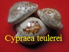 Cypraea teulerei, Cazenavette 1846