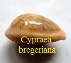 Cypraea bregeriana, Crosse 1868