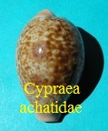 Cypraea achatidae, Gray in Sowerby I 1837