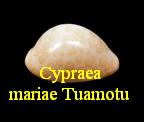 Cypraea mariae Tuamotu