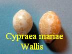 Cypraea mariae, Schilder 1927 wallis