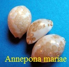 Genre Annepona, Iredale 1935 Cypraea mariae, Schilder 1927