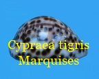 Cypraea tigris pardalis marquises