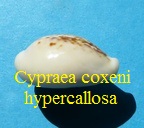 Cypraea coxeni hypercallosa, Raybaudi 1992