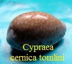 Cypraea cernica ''tomlini'', Schilder 1930