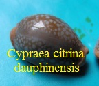 Cypraea citrina dauphinensis, Lorenz 2002