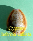 Cypraea helvola callista, Shaw 1909 