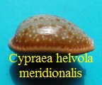 Cypraea  helvola meridionalis, Schilder & Schilder 1938