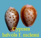 Cypraea hevola f. mcleani, Lorenz 2017