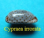 Cypraea (Naria) irrorata, Gray 1828