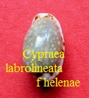 Cypraea labrolineata f helenae, Roberts 1869