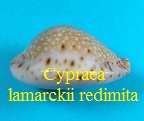 Cypraea lamarckii redimita, Melvill 1888