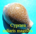 Cypraea miliaris f. magistra, Melvill 1888