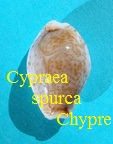 Cypraea spurca Chypre