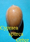 Cypraea spurca grèce