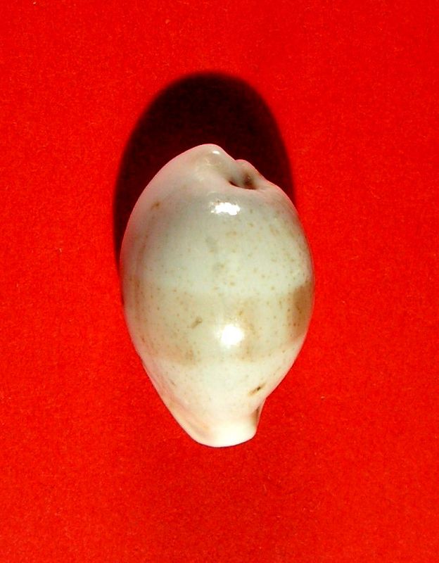 Erronea pyriformis var. angioyorum P_angioy12