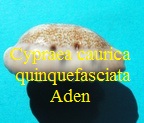 Cypraea caurica quinquefasciata aden