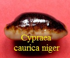 Cypraea caurica thema niger