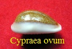 Cypraea ovum philippines