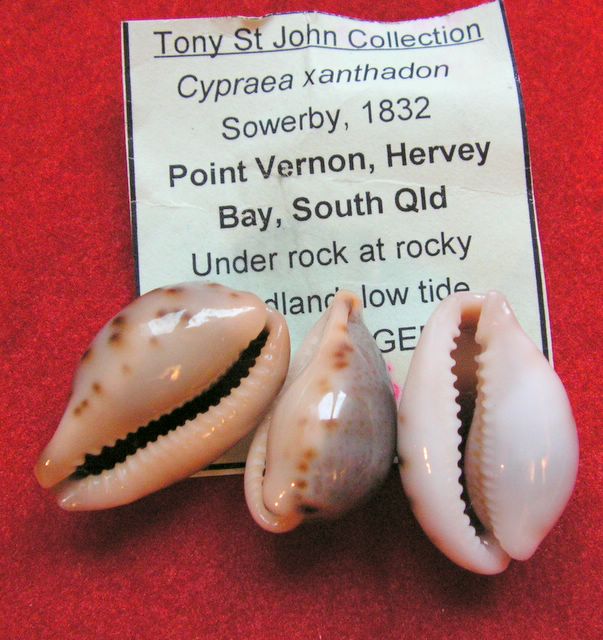 Erronea xanthodon - (J.E. Gray in G. B. Sowerby I, 1832) P_xant17