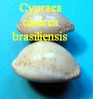 Cypraea cinerea brasiliensis, Lorenz et Hubert 1993