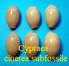 Cypraea cinerea subfossile