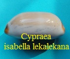 Cypraea isabella isabella var. lekalekana,