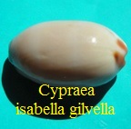 Cypraea isabella gilvella, Lorentz & Hubert 2000