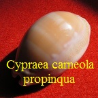 Cypraea carneola propinqua, Garret 1879