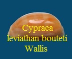 Cypraea leviathan bouteti, Burgess & Arnette, 1981