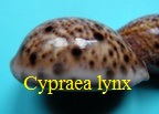 Cypraea lynx, Linné 1758