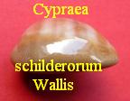 Cypraea schilderorum, Iredale 1939 wallis