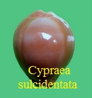 Cypraea sulcidentata, Gray 1824