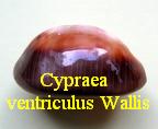 Cypraea ventriculus, Lamarck 1810 wallis