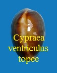 Cypraea ventriculus topee, Steadman & Cotton 1943